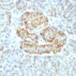 Recombinant TNFa Antibody / Rabbit Monoclonal [clone TNF/1500R] (V3719)