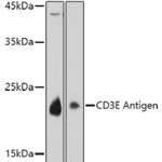 CD3-ε polyclonal antibody