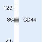 CD44 Monoclonal Antibody (156-3C11), Biotin
