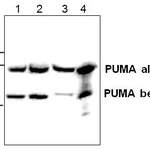 PUMA/bbc3 Antibody