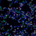 Alexa Fluor® 594 anti-human CD19 Antibody