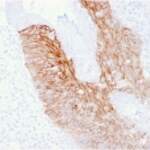 CD44v6 Antibody [clone CD44V6/2496] (V3775)