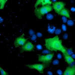 NEK9 Monoclonal Antibody (OTI1H1), TrueMAB™