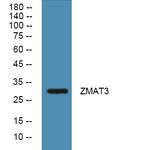 ZMAT3 Polyclonal Antibody