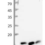 Histone H3 (TriMethyl K4) polyclonal antibody