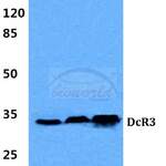 DcR3 (G287) polyclonal antibody