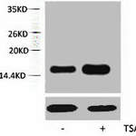 Acetyl-Histone H2A (Lys5) Antibody