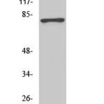 Tau (phospho Ser404) Polyclonal Antibody