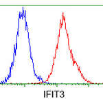 Anti-IFIT3/P60 antibody [OTI1G1] (ab118045)