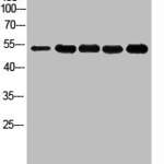 Acetyl-TP53 (K381) Antibody