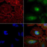 PCNA Monoclonal Antibody (OTI2G7), TrueMAB™