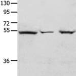 TCF7 Antibody #37048