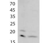 Histone H3 (MonoMethyl-K18) polyclonal antibody