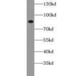 CD44 Antigen (CD44) Antibody