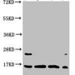 Crotonyl-HIST1H3A (K4) Antibody