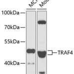 TRAF4 polyclonal antibody