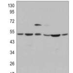 JNK1 Rabbit monoclonal antibody