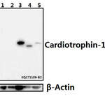 Cardiotrophin-1 (H31) polyclonal antibody