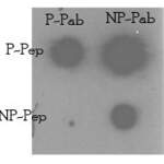 Phospho-TNIK(S764) Antibody