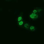 ARNTL Monoclonal Antibody (OTI1D1), TrueMAB™
