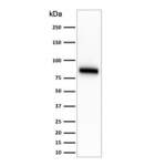 Anti-CD44 Antibody [clone SPM544] (V9105)