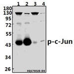 c-Jun (phospho-S73) polyclonal antibody