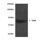 Anti-CD44: Rabbit CD44 Antibody