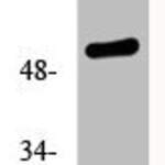 Phospho-TP53 (S33) Antibody