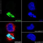 Recombinant Anti-Histone H3 (phospho T3) antibody [EP1702Y] (ab78351)