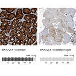 Polyclonal Anti-BAIAP2L1 Antibody