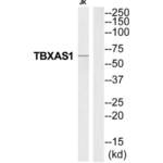 Thromboxane-A Synthase (TBXAS1) Antibody