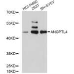 Angiopoietin Like Protein 4 (ANGPTL4) Antibody