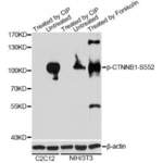 CTNNB1 (pS552) Antibody