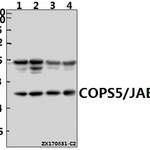 COPS5 / JAB1 (K191) polyclonal antibody