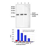 Anti-Acetyl-Histone-H3: Rabbit Histone H3, Acetyl-Lys56 Antibody