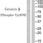 Phospho-CTNNB1 (Tyr670) Antibody