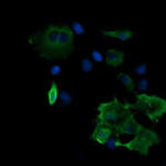 MAP2K2 Monoclonal Antibody (OTI5G8), TrueMAB™