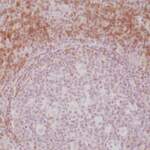 Anti-CD3E Rabbit Monoclonal Antibody, Clone RM344