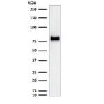 CD44 Antibody [clone SPM521] (V3010)