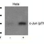 Phospho-JUN (Thr239) Antibody