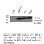 Anti Phospho Tau (S396) antibody