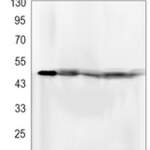 FKBP4 Rabbit monoclonal antibody