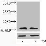 Acetyl-Histone H2A.X (Lys5) Antibody