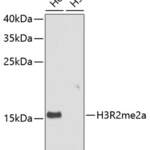 Asymmetric DiMethyl-Histone H3-R2 pAb