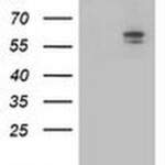 ALDH3A2 Monoclonal Antibody (OTI2D3), TrueMAB™