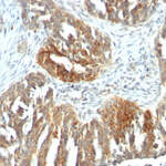 VEGF (Vascular Endothelial Growth Factor) Antibody - Without BSA and Azide