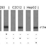 Phospho-JUN (Ser243) Antibody