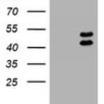 LHX1 (LIM1) monoclonal antibody