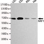 TCF11/NRF1 Monoclonal Antibody #27194