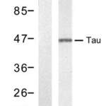 MAPT (Ab-212) Antibody